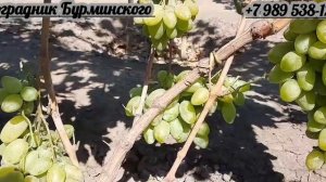 НОВИНКА!!! ГФ. Винограда УСЛАДА (Калугин В.М.).