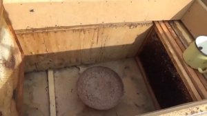 Борьба с восковой молью на пасеке Обзор каркасного улья