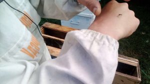 Роеловство . Посадил пойманный рой на одну вощину
