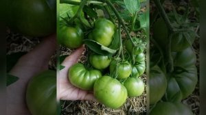 8 УРОЖАЙНЫХ И ВКУСНЫХ СОРТОВ  2023 года.