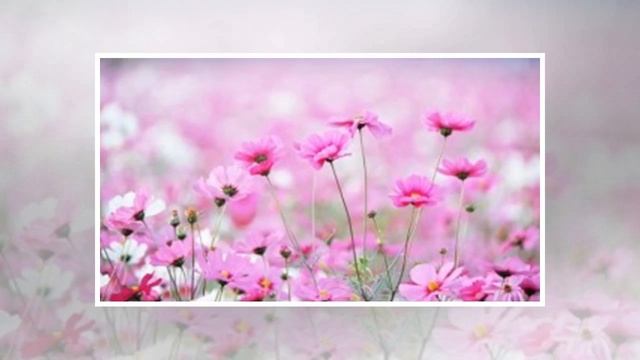 К чему снятся цветы | TVRu смотреть онлайн