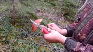 Грибы в Карелии. Часть 4. Август 2021 г.