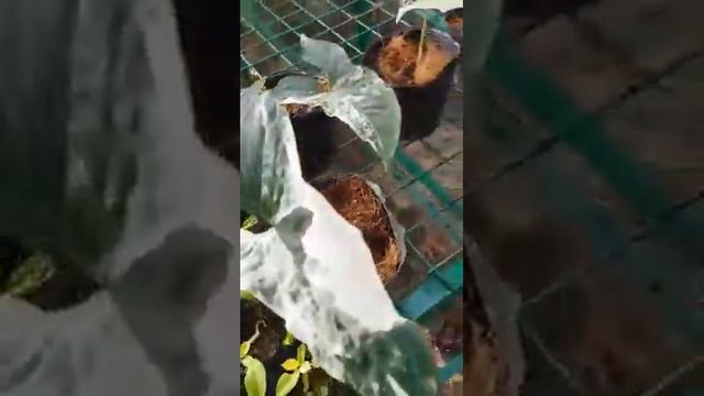 Home Forest - Syngonium Albo Cutting with 1 Leaf and Roots