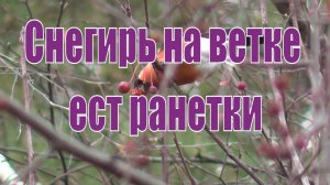 Снегирь на ветке ест ранетки. Птицы Сибири. Новосибирский Дендропарк.