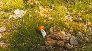 Walk through the fairy forest, mushrooms. Грибы в сказочном лесу.