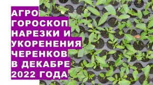 Агрогороскоп нарезки и укоренения черенков в декабре 2022 года