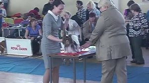 Бивер йорк. Выставка собак. Ринг биверов. Марсель и А ИН БИ Лукки Чан.