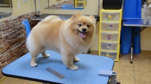 Шпиц после стрижки