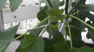 Как вырастить Инжир в домашних условиях. Часть2