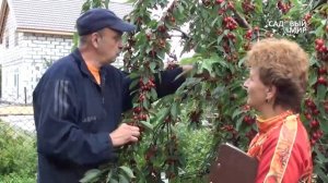 Как вырастить Черешню в Средней полосе