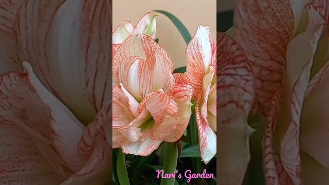 Amaryllis Beautiful Emotion