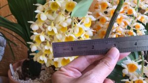 Orchid in Bloom: Dendrobium thyrsiflorum