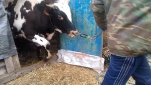 Как мы выводим взрослого быка .