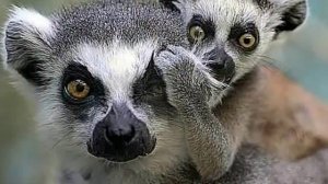 Лемуры