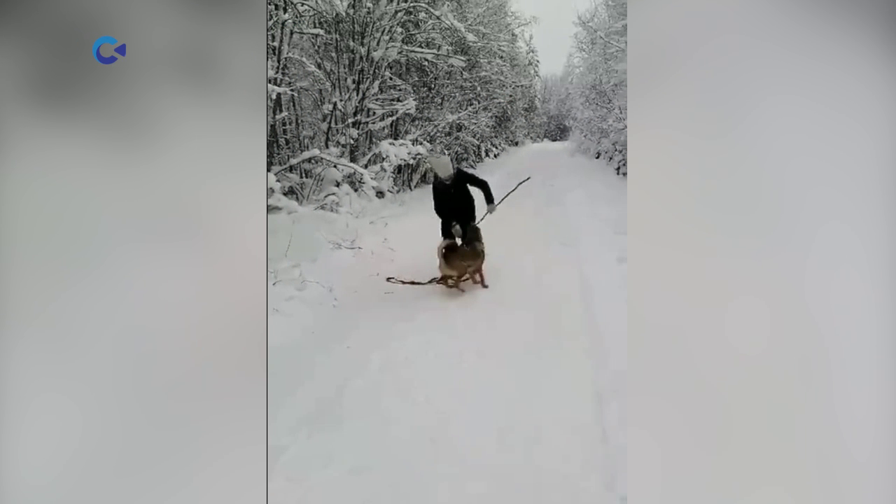 В Карелии нашли пропавшую два года назад собаку