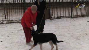 Дрессировка и воспитание щенка, фитнес для бабушки