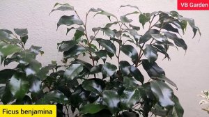 Different types of Ficus plant with name and price | winter care of Ficus plant