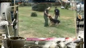 Дрессировка собак Немецкая овчарка защищает 4 летнего ребенка