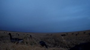 Первый выезд на гуся. Сентябрь 2022г.