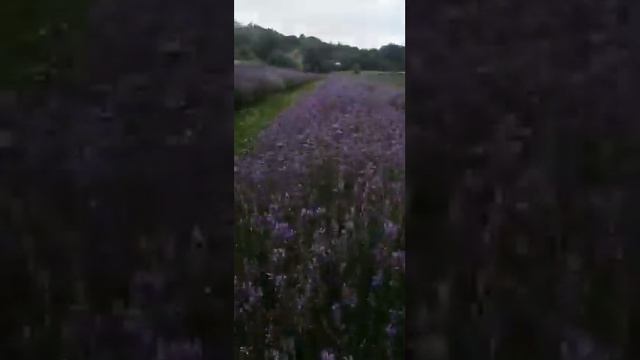 6-2020. Lavanda munstead i hidcote blue