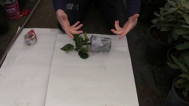 How to Package and Ship Live Plants Through the Mail | With Unboxing смотреть онлайн