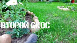 Газон. Как посеять и получить всходы? How to grow lawn grass?