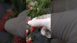 Клубника Квики. Качество сбора. Тара. Транспортабельность и лежкость ягоды. Цена на 04.05.2021.
