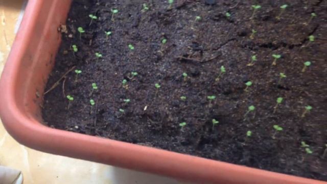 Петуния в контейнере на подоконнике без подсветки смотреть онлайн