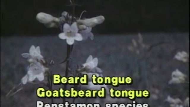 Lobelias and Penstamons смотреть онлайн