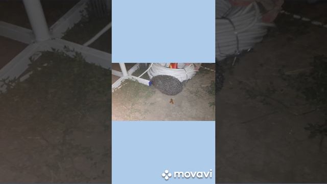 Наш ёжик😘, живность на участке))) Переезд с Урала на юг смотреть онлайн