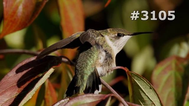 #3105. Колибри (В мире животных) смотреть онлайн