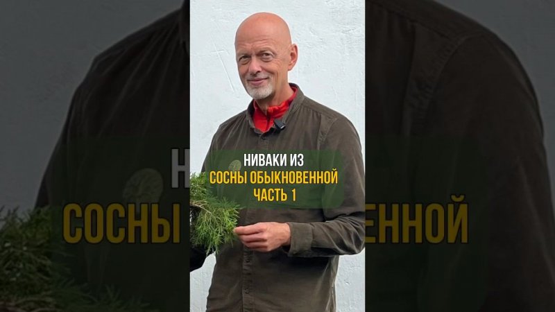 НИВАКИ ИЗ СОСНЫ ОБЫКНОВЕННОЙ. ЧАСТЬ 1