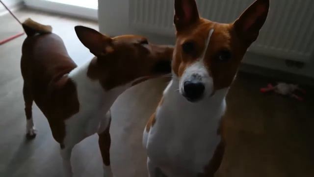 basenji Басенджи