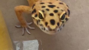 Вася проходит лабиринт