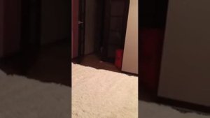щенок Джек Pассел Теpьеp боится стpанных звуков)