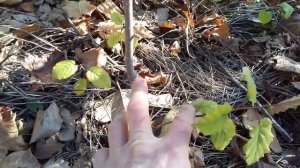 Фундук Трапезунд.Саженцы и как их выкапывать.