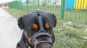 Лучший намордник для собаки. Ротвейлер