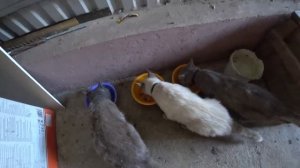 МОЛОДКИ  ПОДРАСТАЮТ ??  ДЖЕМ ИЗ ЕЖЕВИКИ? ЗАГОТОВКИ ПОЛНЫМ ХОДОМ?