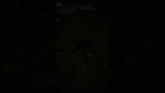 Прикол. ОПЯТЬ ЕНОТ смотреть онлайн