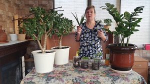 Черная мошка на рассаде? Что делать, как бороться. Проверенные способы