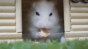 ХОМКИ СМЕШНАЯ ОЗВУЧКА приколы с хомячками ДЖУНГАРИКАМИ!