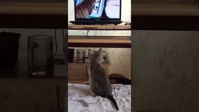 как приучить котенка к туалету?)))))