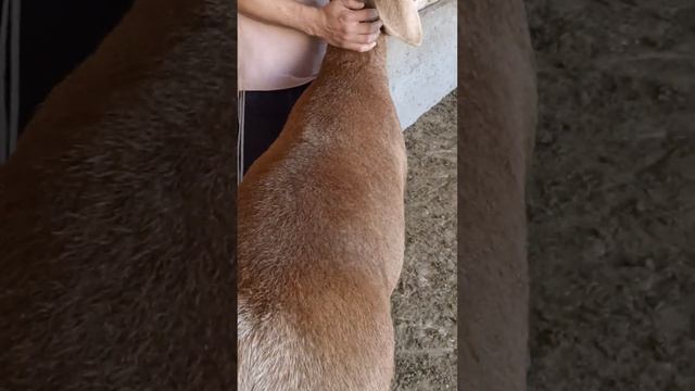 ярочка с нашего хозяйства линия Красавчик смотреть онлайн