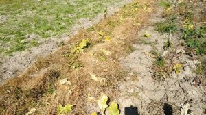 Как уничтожить хрен, вьюнок, крапиву гербицидами?