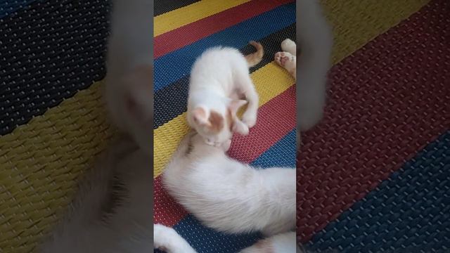 best kitten eyes color смотреть онлайн