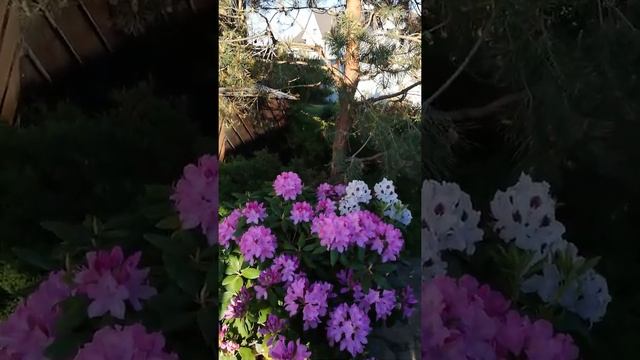 Роскошный рододендрон в кадке. Как вырастить?