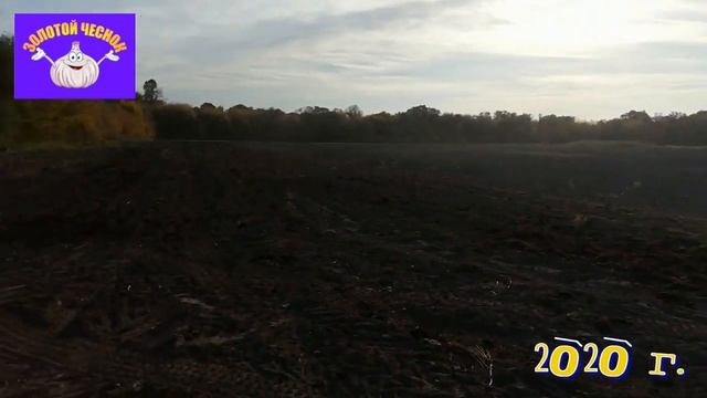 Хотите крупный чеснок? Вам в помощь навоз...