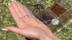 Линька паука птицееда. Как они растут?