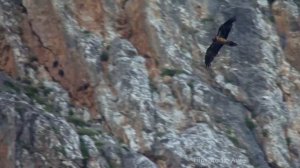 Горихвостка краснобрюхая. Кавказ. Шахдаг. | Film Studio Aves