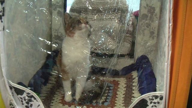 В Архангельске состоялась международная выставка кошек